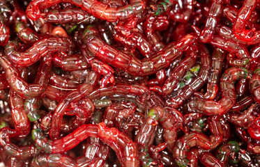 Red bloodworm worms as a background