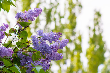 pink lilac flowers closeup on a branch