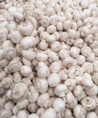 White champignons on a shelf in a store