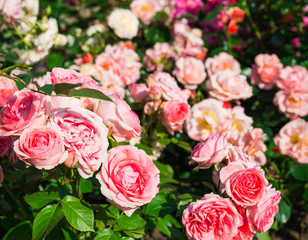 Garden flowers. Pink Roses