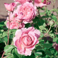 Garden flowers. Pink Roses