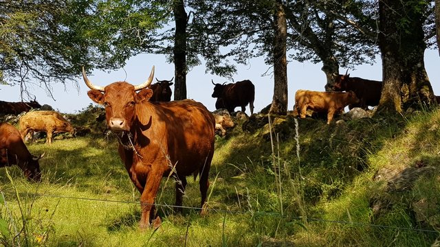 Vache Salers lors d'une randonn&eacute;e &agrave; Salers