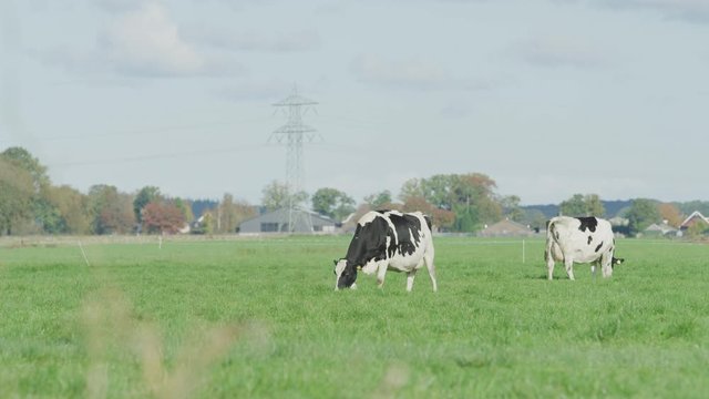 Cow Netherlands in the meadow