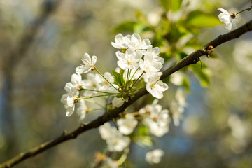 cherry tree blossom