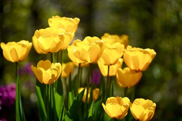 Gelbe Tulpen - Tulipa