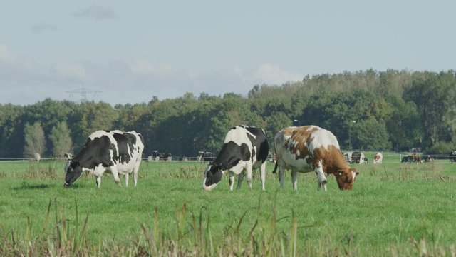 Cow Netherlands in the meadow