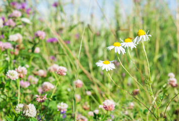Summer floral landscape. Field with Wildflowers. Daisies. Chamomile