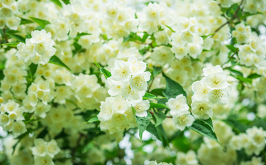 Jasmine flower. White spring flowers. Jasmine Bush in the garden