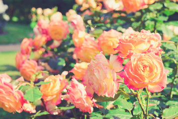 Fototapeta na wymiar Garden flowers. Orange Rose Flower