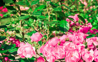 Garden flowers. Pink Roses