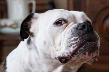 Head shot of a large and beautiful English Bulldog breed dog looking straight forward into the camera