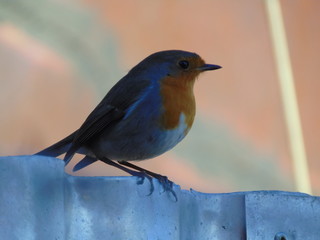 robin on a fence