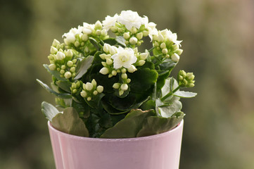 Kalanchoe Crassulaceae Blume mit weißen Blüten im Topf