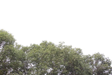 Natural green leaves background image