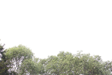 Natural green leaves background image