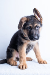 small cute german shephard puppy sitting on white background and looking straight into the camera