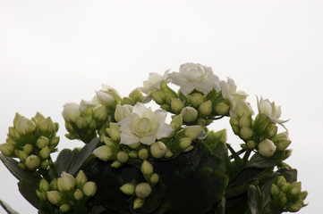 Kalanchoe Crassulaceae Blume mit weißen Blüten im Topf