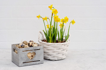 Easter decoration of a quail bird egg in a wooden basket with fresh daffodil flowers on a white brick wall. Spring. Healthy eating concept. Minimal decor. Copy space.
