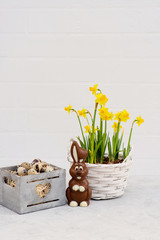 Easter decoration of a quail bird egg in a wooden basket with fresh daffodil flowers and a chocolate Easter bunny on a white brick wall. Spring. Minimal decor. Copy space.