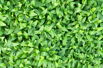 Partially blurred small green grass close-up.
