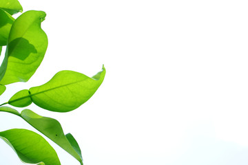 Natural green leaves background image