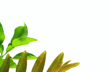 Natural green leaves background image