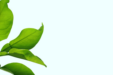 Natural green leaves and white background