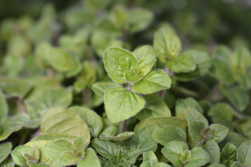 Common marjoram