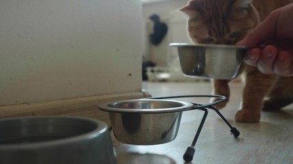 Male hand takes metal bowl from cat and puts it back with cat food