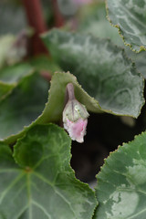 Persian cyclamen Cabrilla
