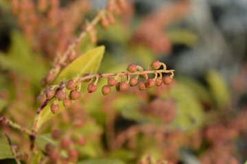 Japanese pieris Sarabande