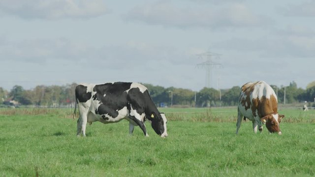 Cow Netherlands in the meadow
