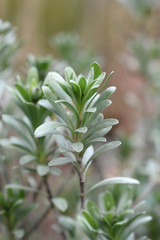 Shrubby bindweed