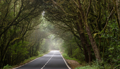 Obraz premium A road through a haunted forest