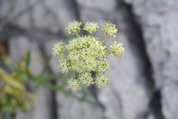 Sea fennel flowers