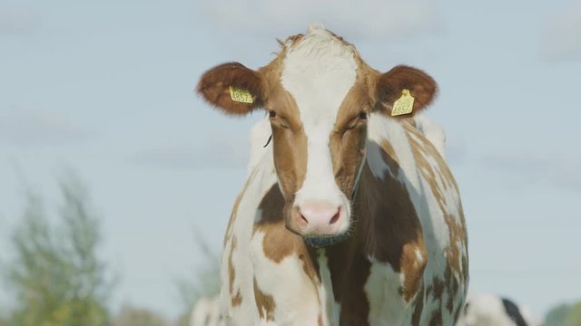 Cow Netherlands in the meadow