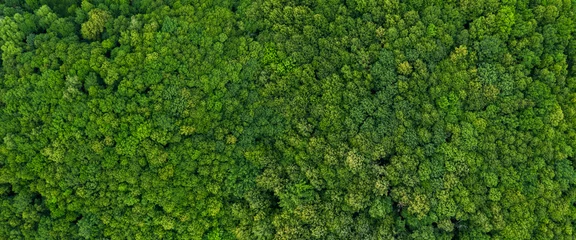 Selbstklebende Fototapete Grün Draufsicht auf das Waldpanorama