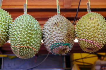 Large durian fruits are suspended on a string for sale in the market