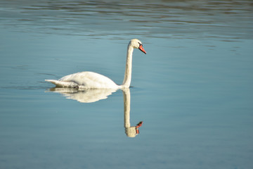 Swan on lake searching for algae