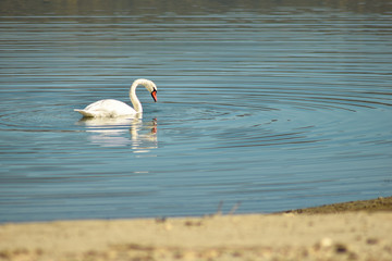 Obraz premium Swan on lake searching for algae