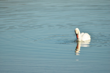 Swan on lake searching for algae
