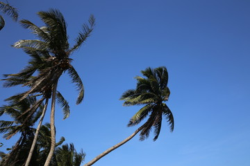 Fototapeta premium palm trees against blue sky
