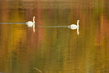 Swan on lake searching for algae
