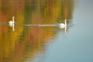 Naklejka na ściany i meble Swan on lake searching for algae