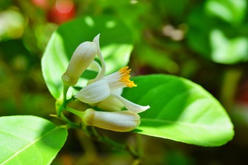 Fragrant white and yellow flower of a lemon tree