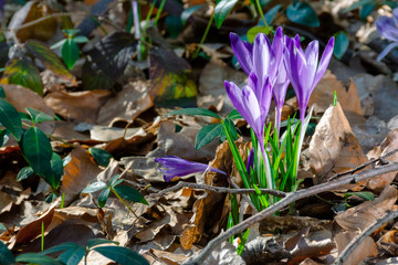 wild saffron flowers in the forest