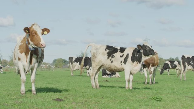 Cow Netherlands in the meadow