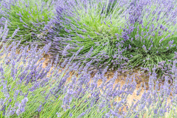 Lavender flowers at sunlight in a soft focus, pastel colors and blur background. Violet lavender field in Provence with place for text on the top. French lavender in the garden, soft light effect.