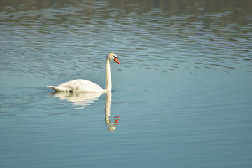Swan on lake searching for algae