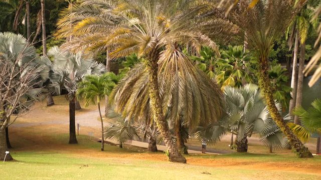 4K footage of beautiful palm trees waving on wind in garden of Habitation Clement rum distillery on Caribbean island Martinique.